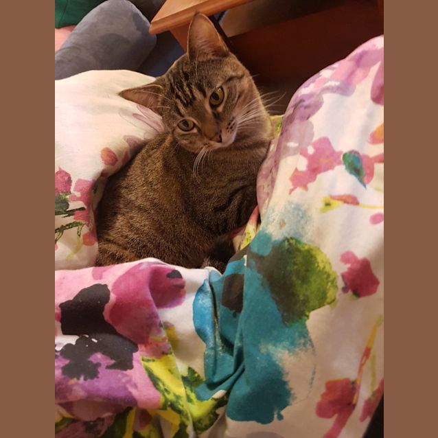 Photo of Pepper Le Meow