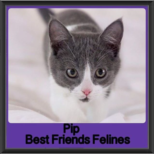 Photo of Pip