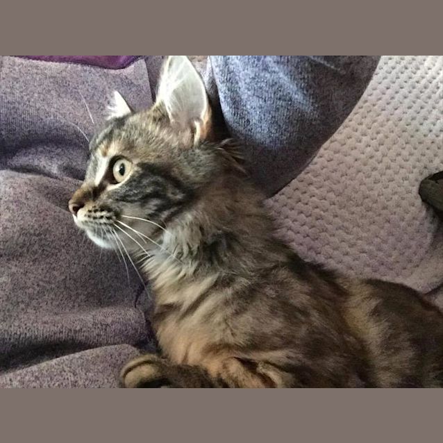 Photo of Diamond