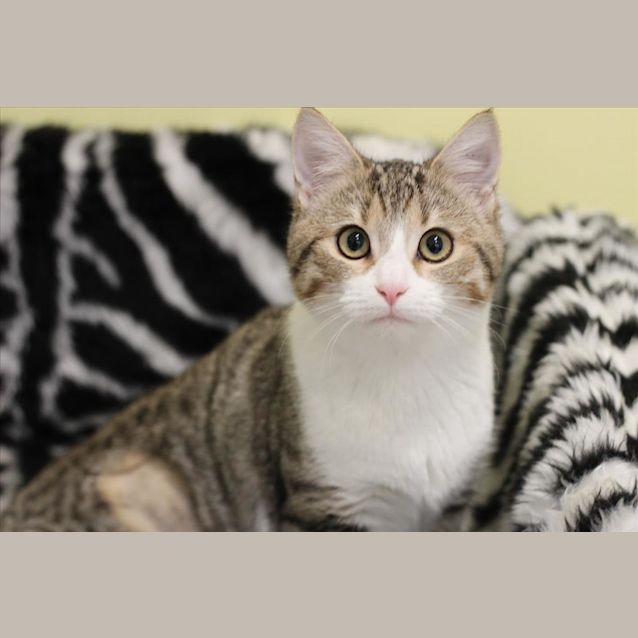 Photo of Caramel