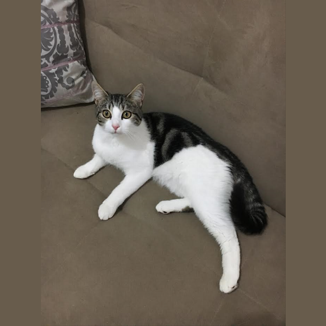 Photo of Soda