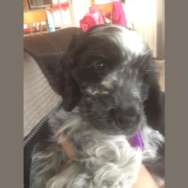 Photo of Bentley