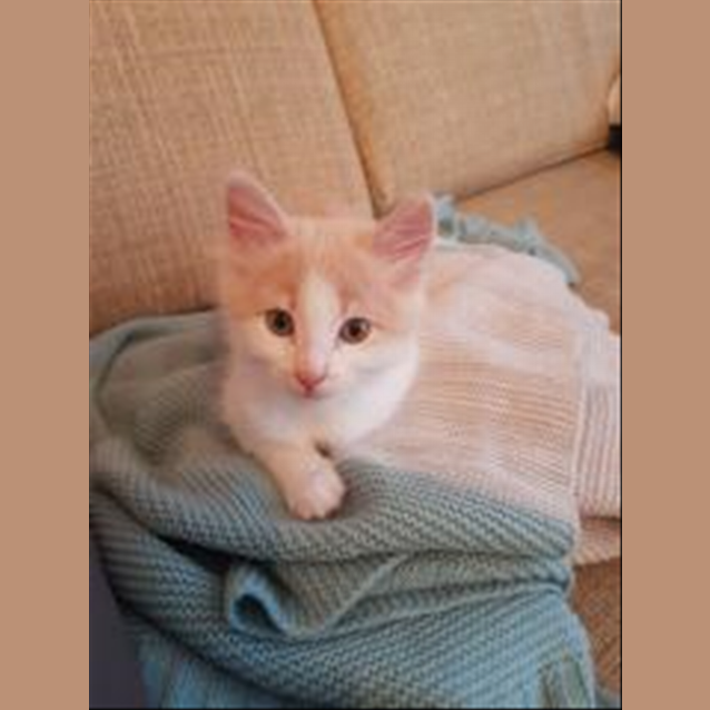 Photo of Dorito