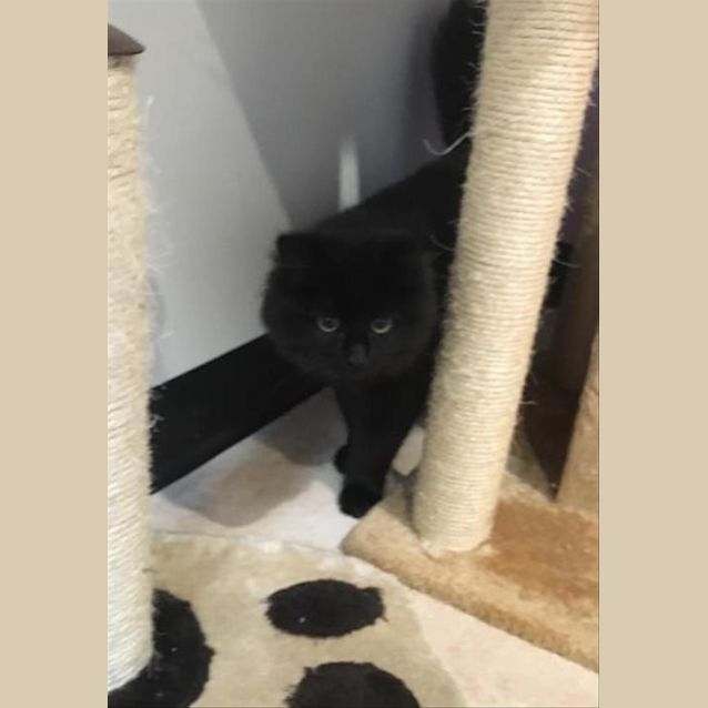 Photo of Pepsi
