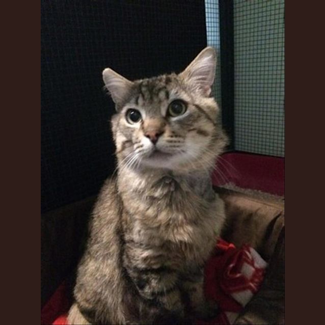 Photo of Fat Chops