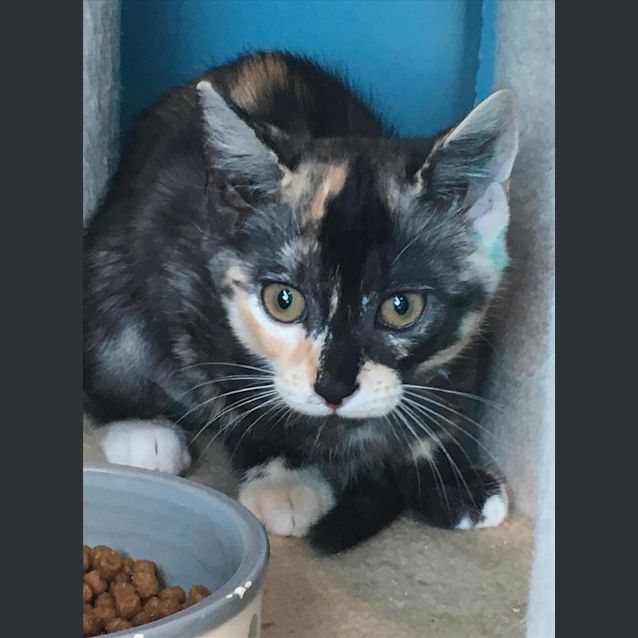 Photo of Twix