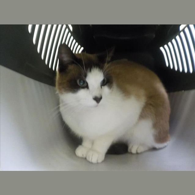 Photo of Kahlua