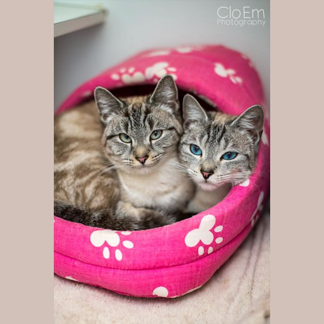 Photo of Cuddles