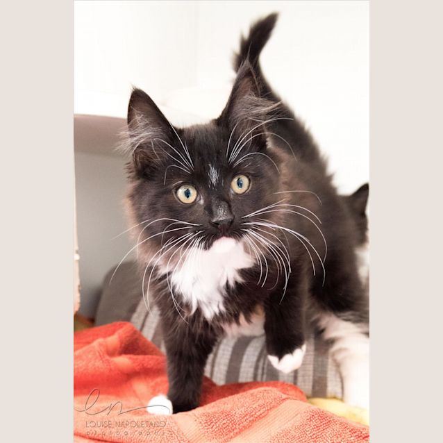 Photo of Nibble