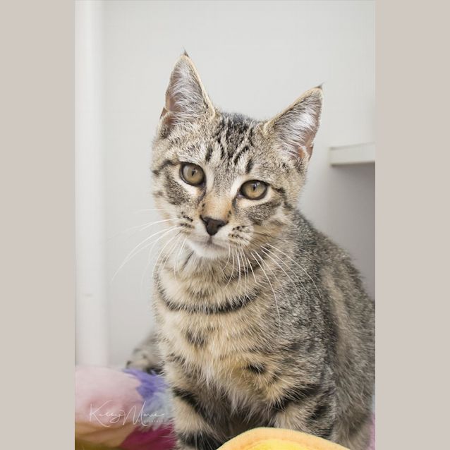 Photo of Tico
