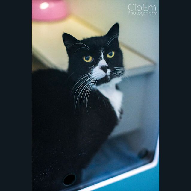 Photo of Sassy