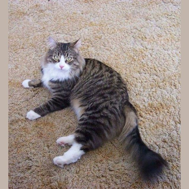 Photo of Tigger