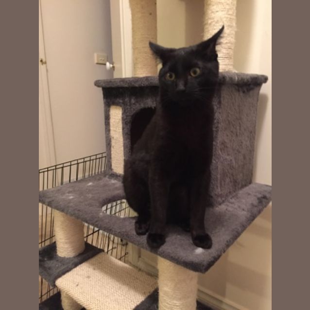 Photo of Midnight