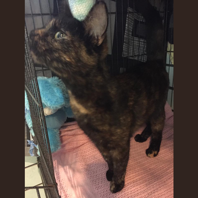 Photo of Cookie