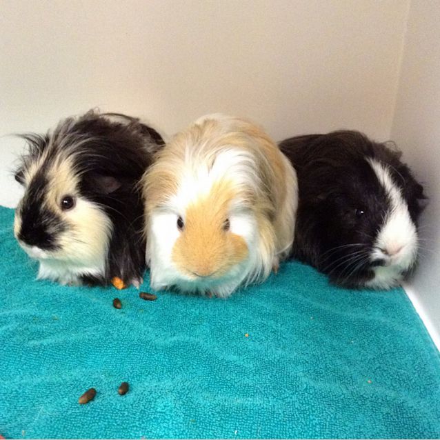 Photo of Tiggy, Butters And Panda