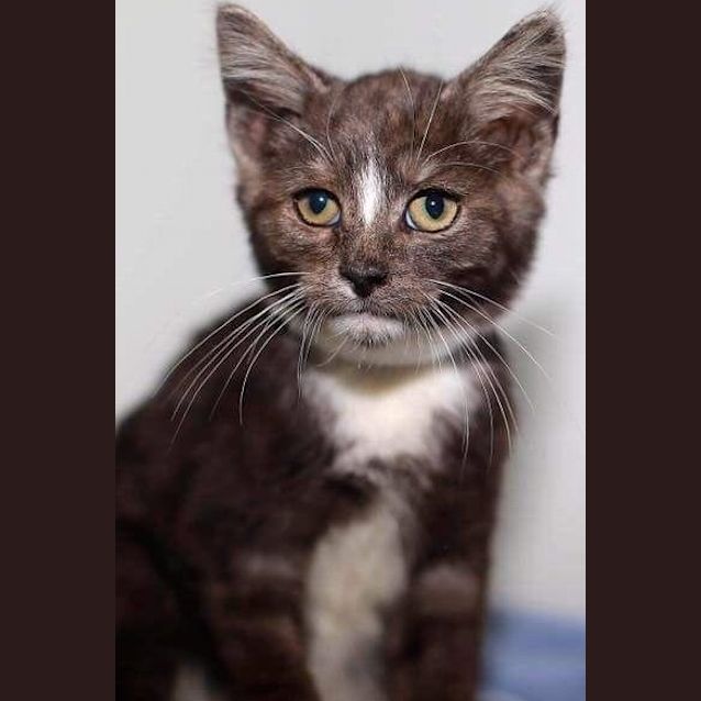 Photo of Charlie (Located In Newport)