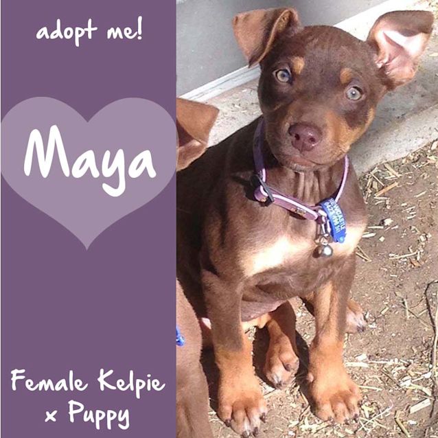 Photo of Maya ~ Kelpie X Puppy (On Trial 30/8/2017)