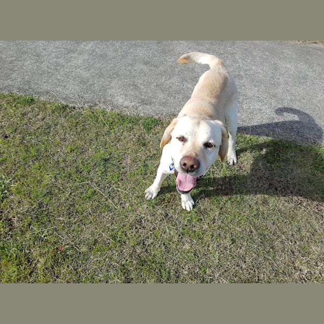 Photo of Diesel ~ Labrador (On Trial 14/07/17)