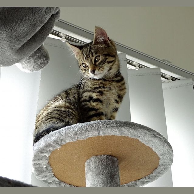 Photo of Travis (Located In Edithvale)