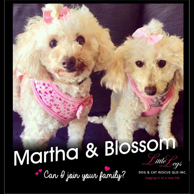 Photo of Martha And Blossom