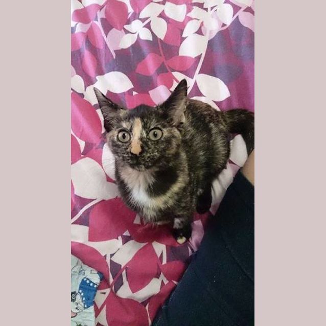 Photo of Biscuit