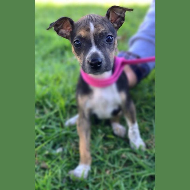 Photo of Aspen ~~Adoption Pending~~