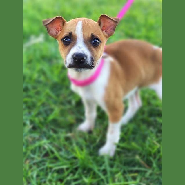 Photo of Daffodil ~~ Adoption Pending ~~