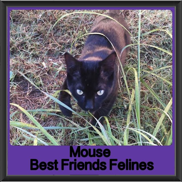 Photo of Mouse