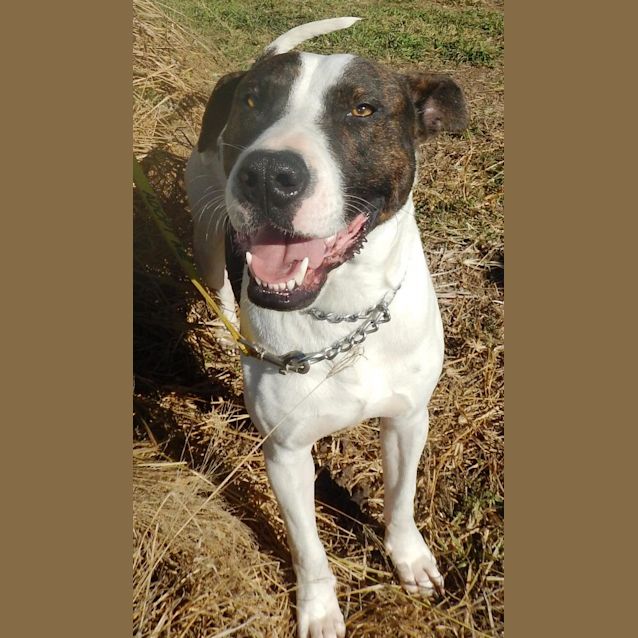 Photo of Shadow (At Rspca Big Adopt Day Sept 16 Brisbane)