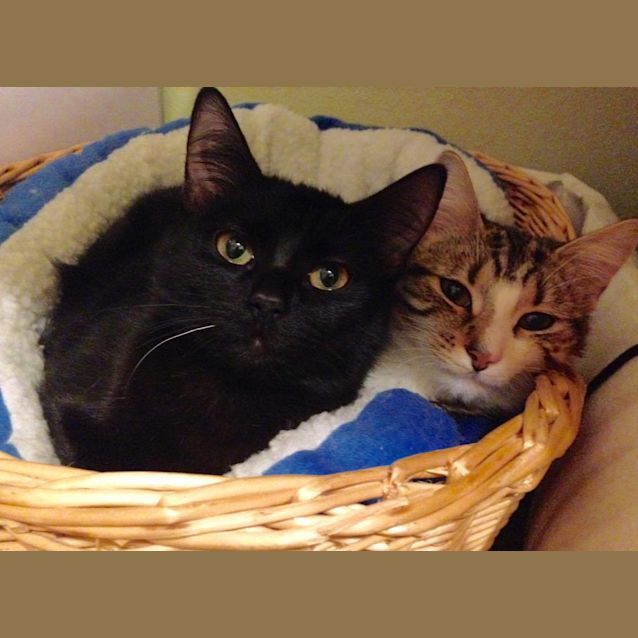Photo of Scarlett (Located In Camberwell)