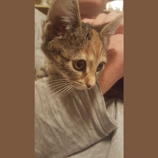 Photo of Tiara