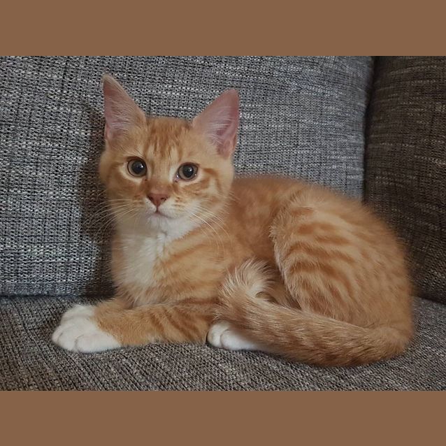 Photo of Miss Ginger Meggs