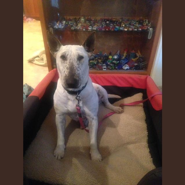 Photo of Scarlet   Foster Carer Needed