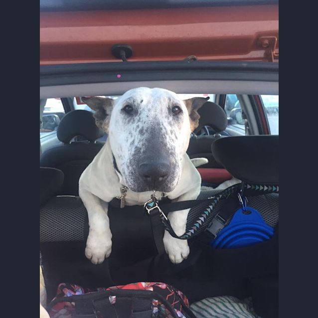 Photo of Scarlet   Foster Carer Needed