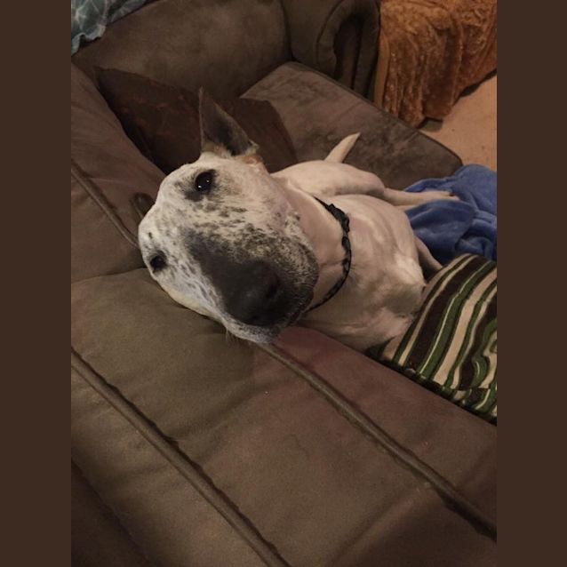 Photo of Scarlet   Foster Carer Needed