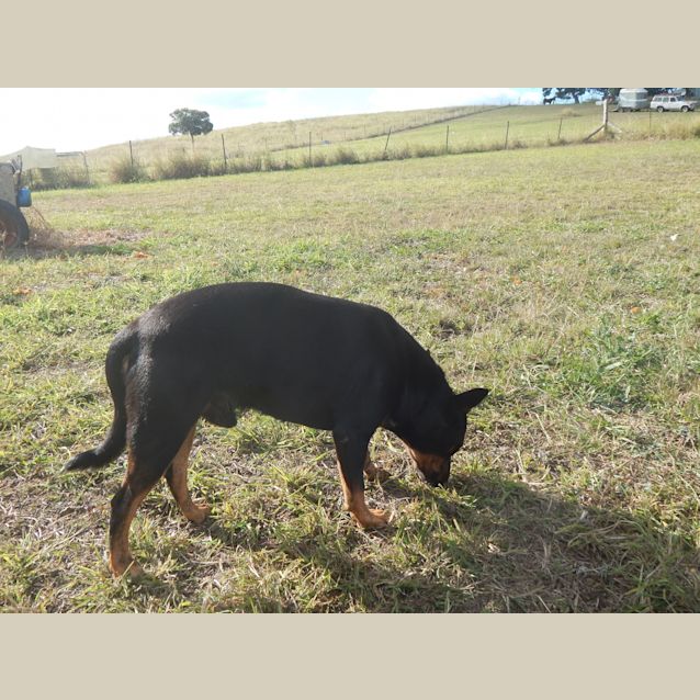 Photo of Hitch (Adoption Pending)