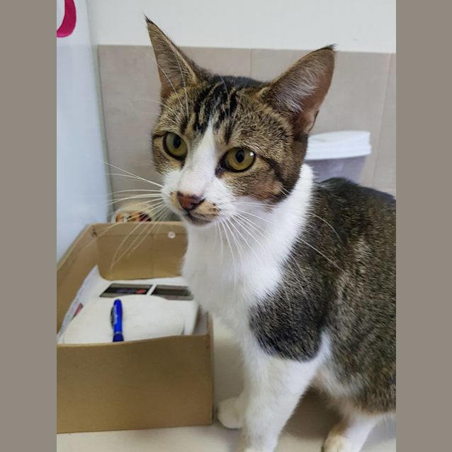 Photo of Harmony *2nd Chance Cat Rescue*