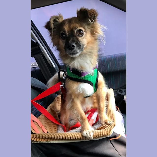 Photo of Dexter 