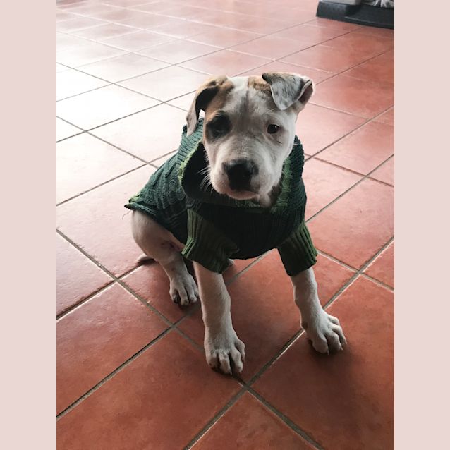 Photo of Hugo ** Adorable &A Smart **