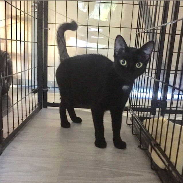Photo of Ebony @ Squawks West Gosford
