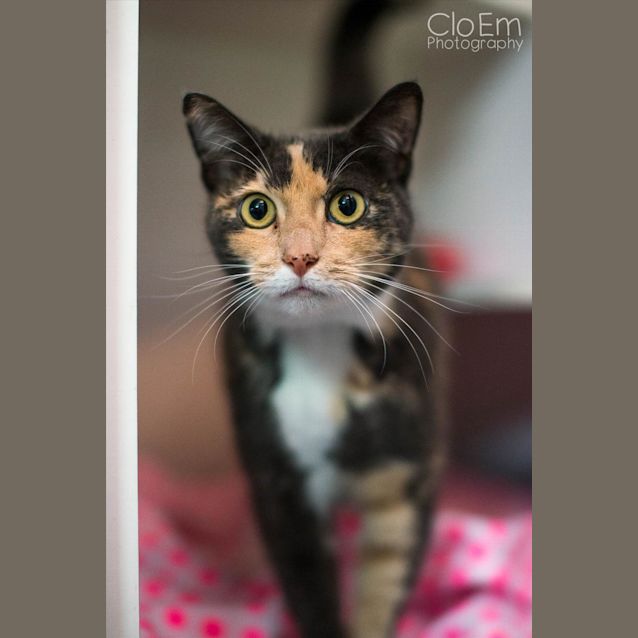 Photo of Neela