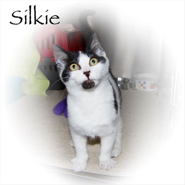 Photo of Silkie