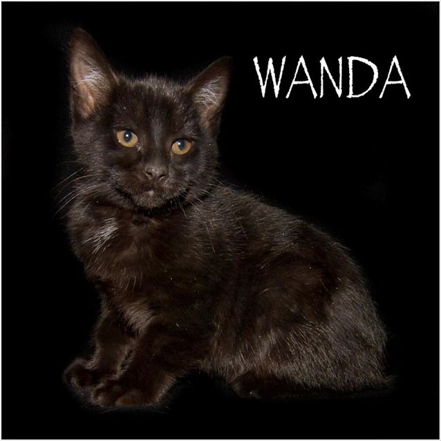 Photo of Wanda