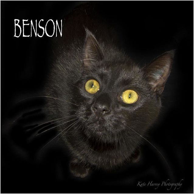 Photo of Benson