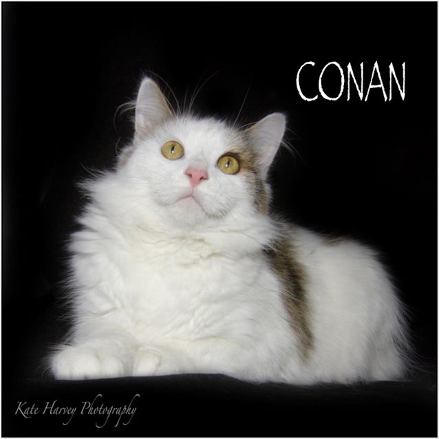 Photo of Conan