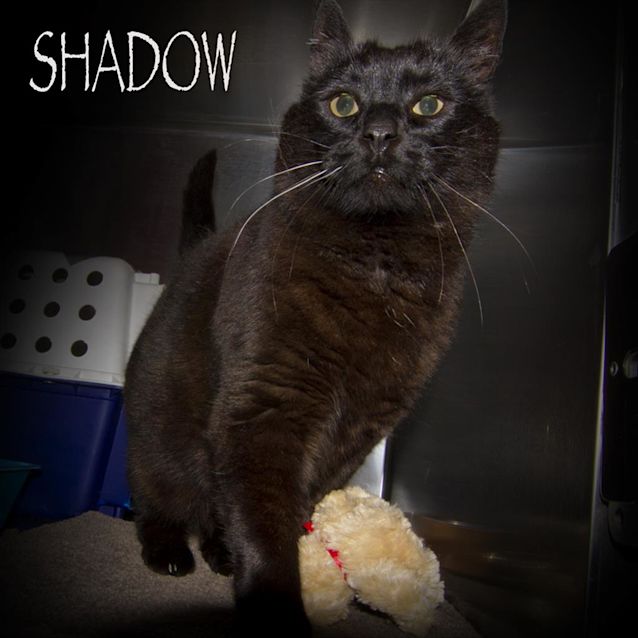 Photo of Shadow