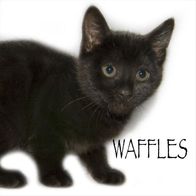 Photo of Waffles