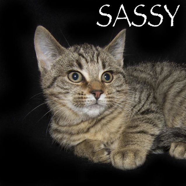 Photo of Sassy
