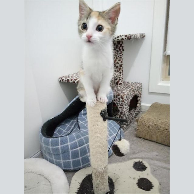 Photo of Caramel