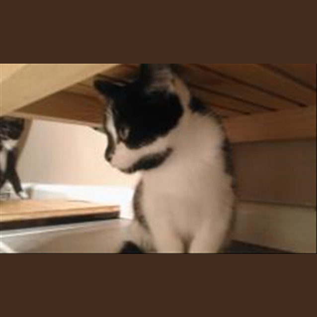 Photo of Primrose